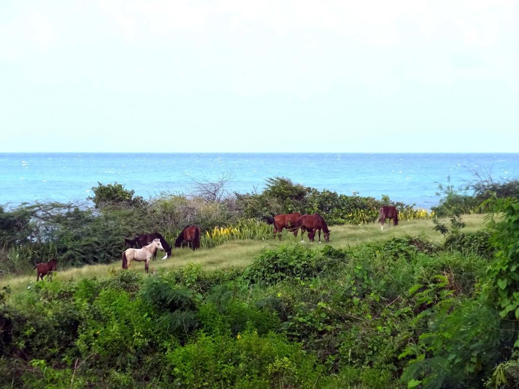 הוילה ויסקז Tranquility By The Sea חדר תמונה